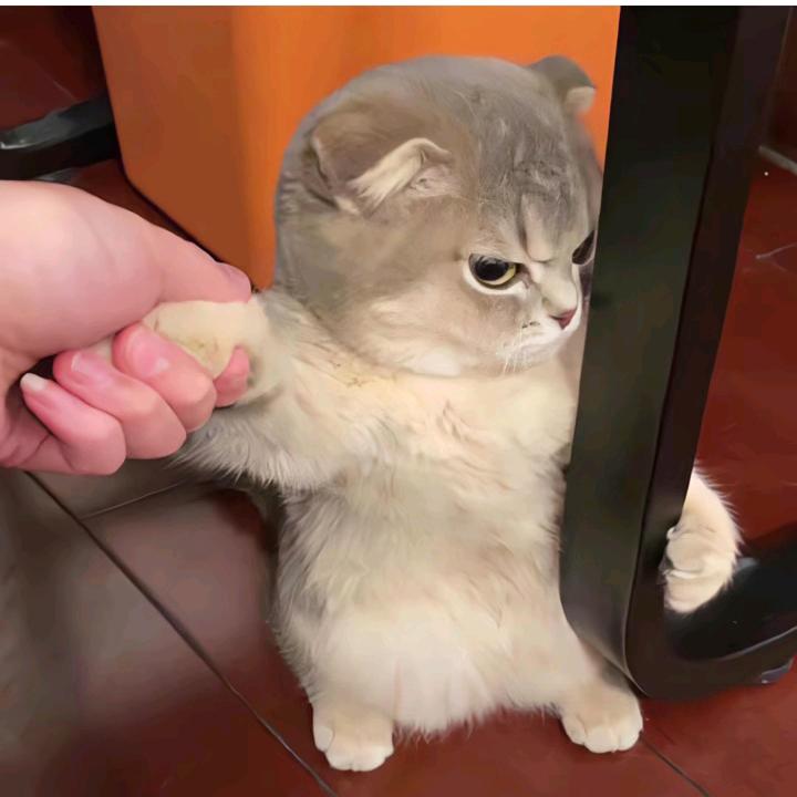 幼儿园高材生