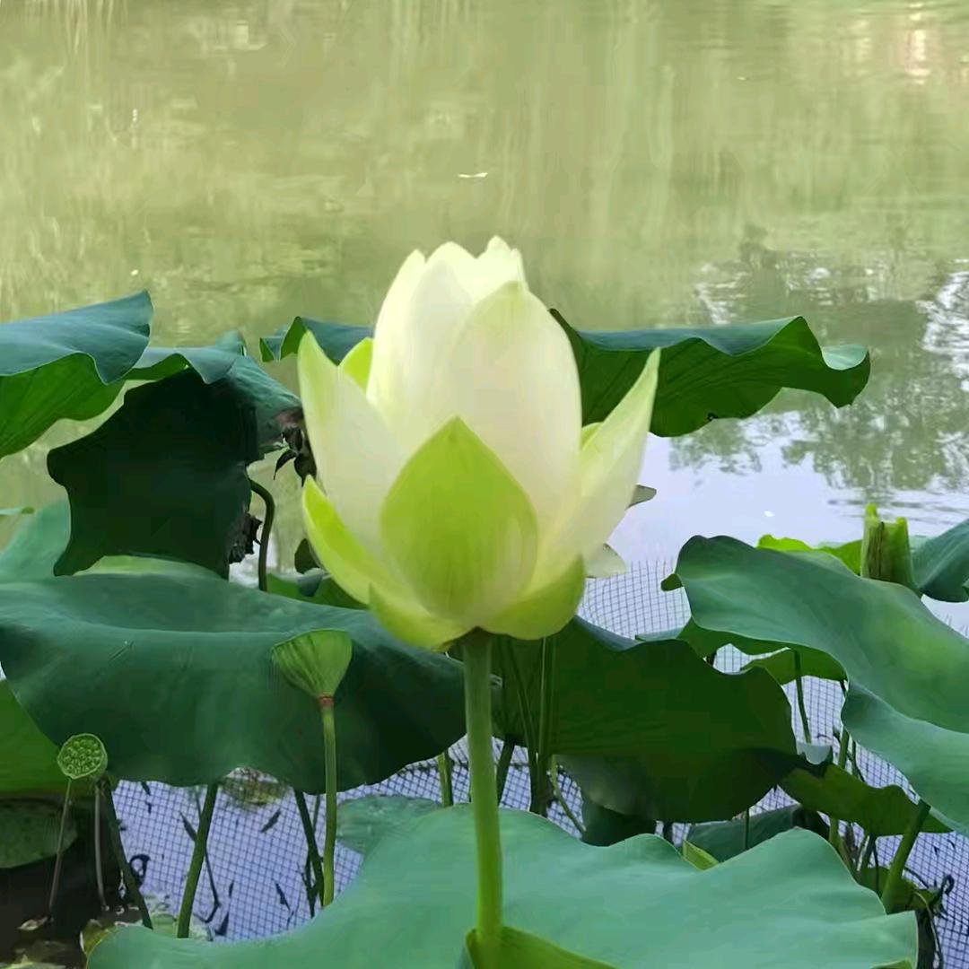 爱拼才会赢