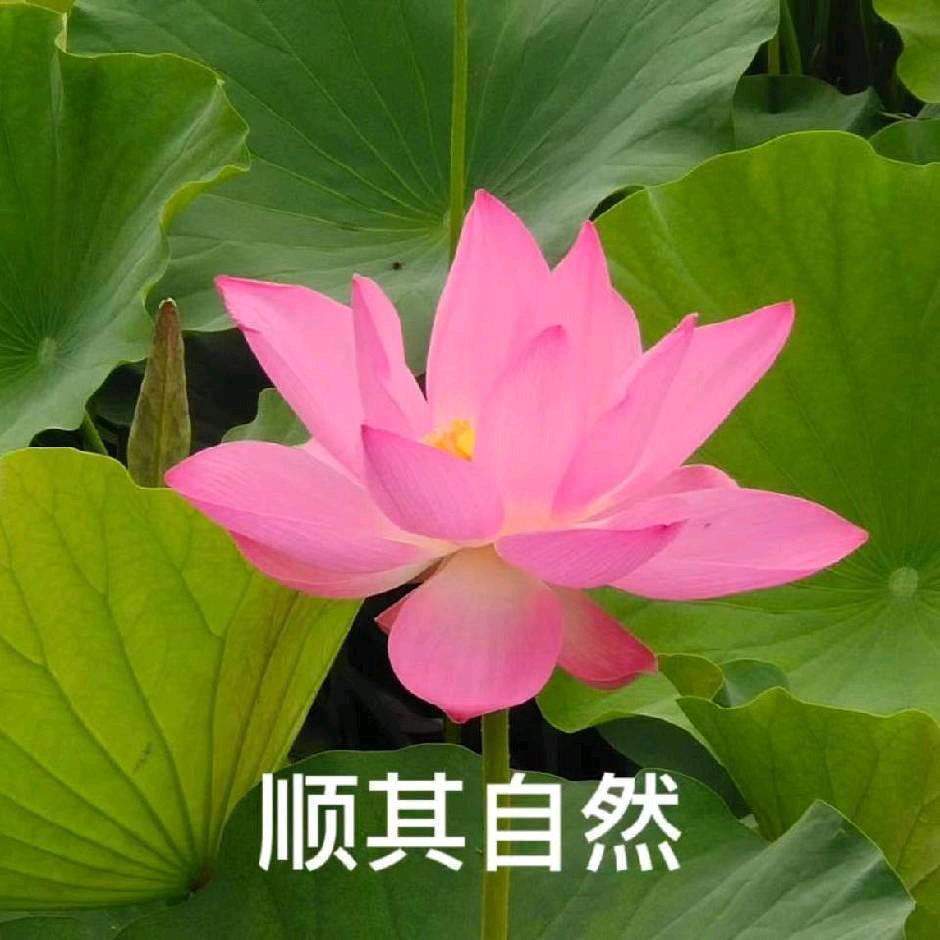 顺其自然🌹