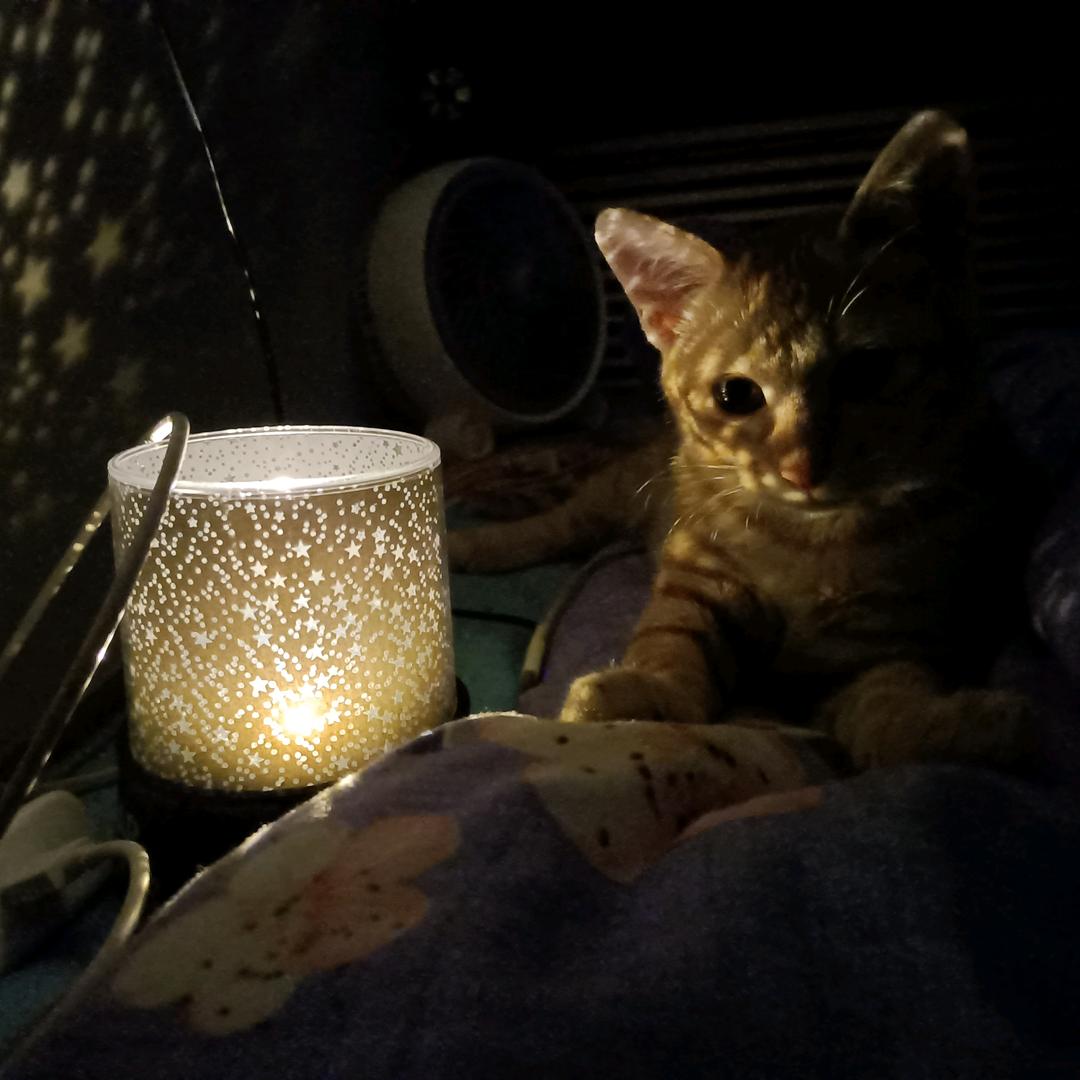 纳己（练字版）🌾