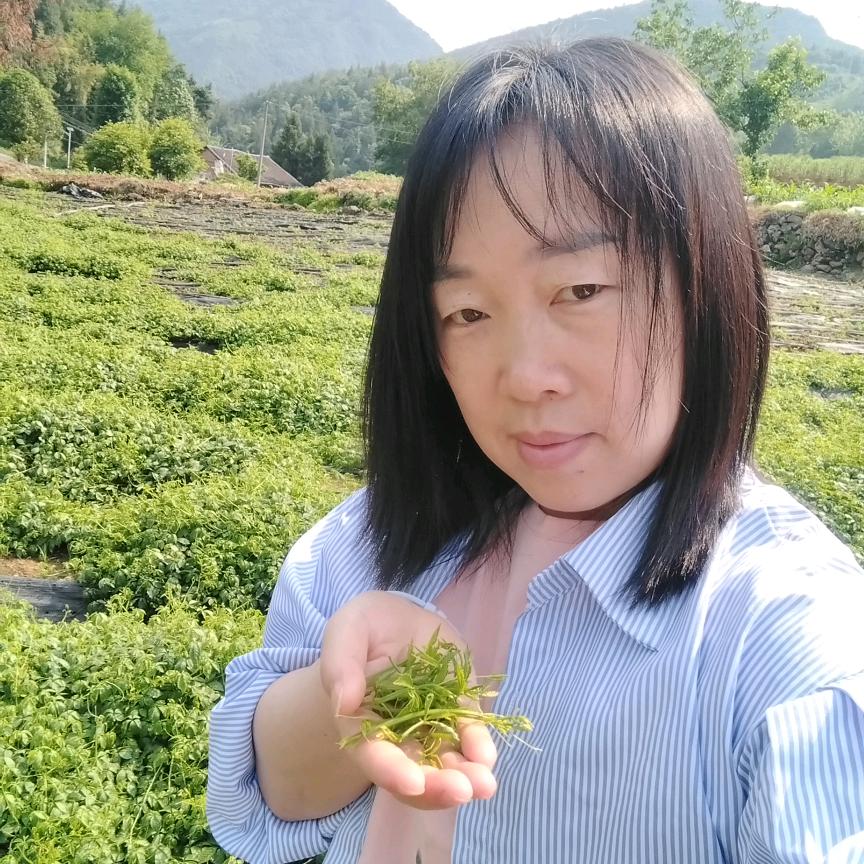 恩施土特产飞蛾儿