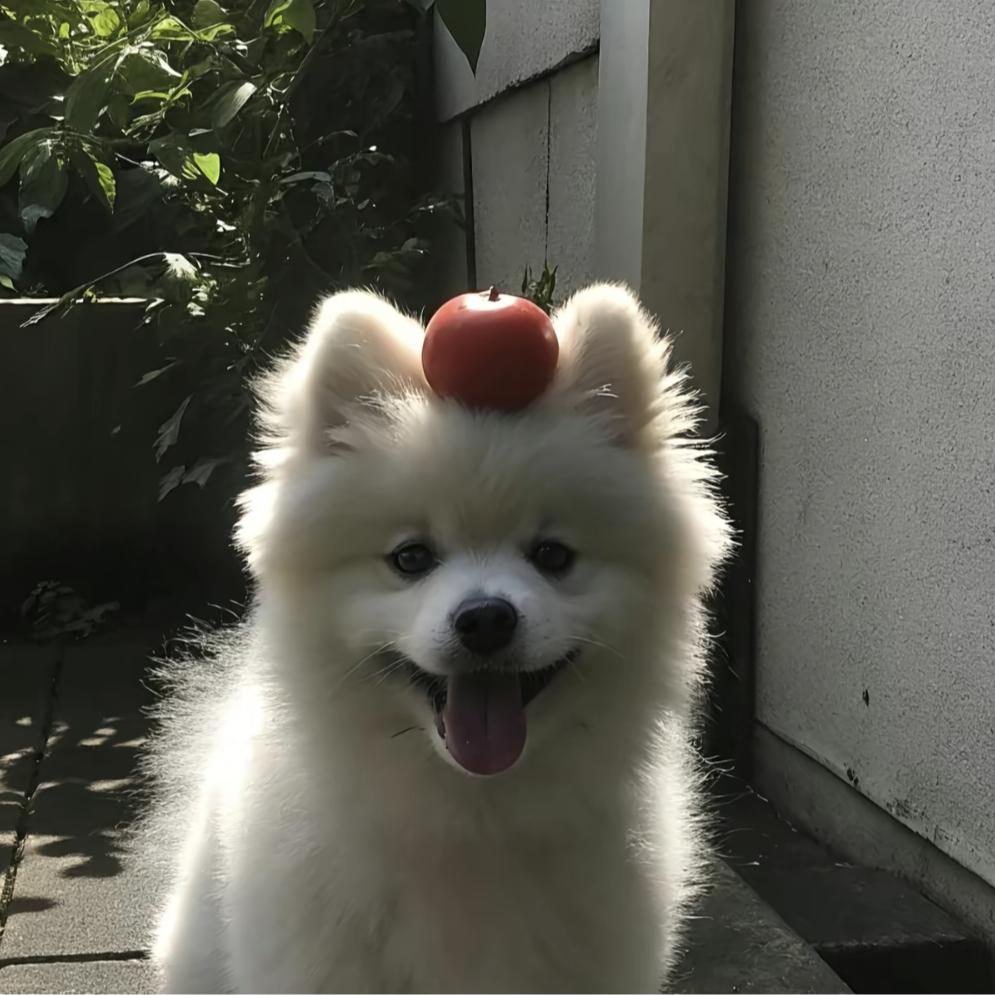 小狗也哭泣