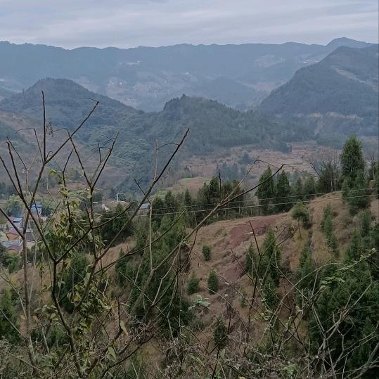 忠县李扯扯