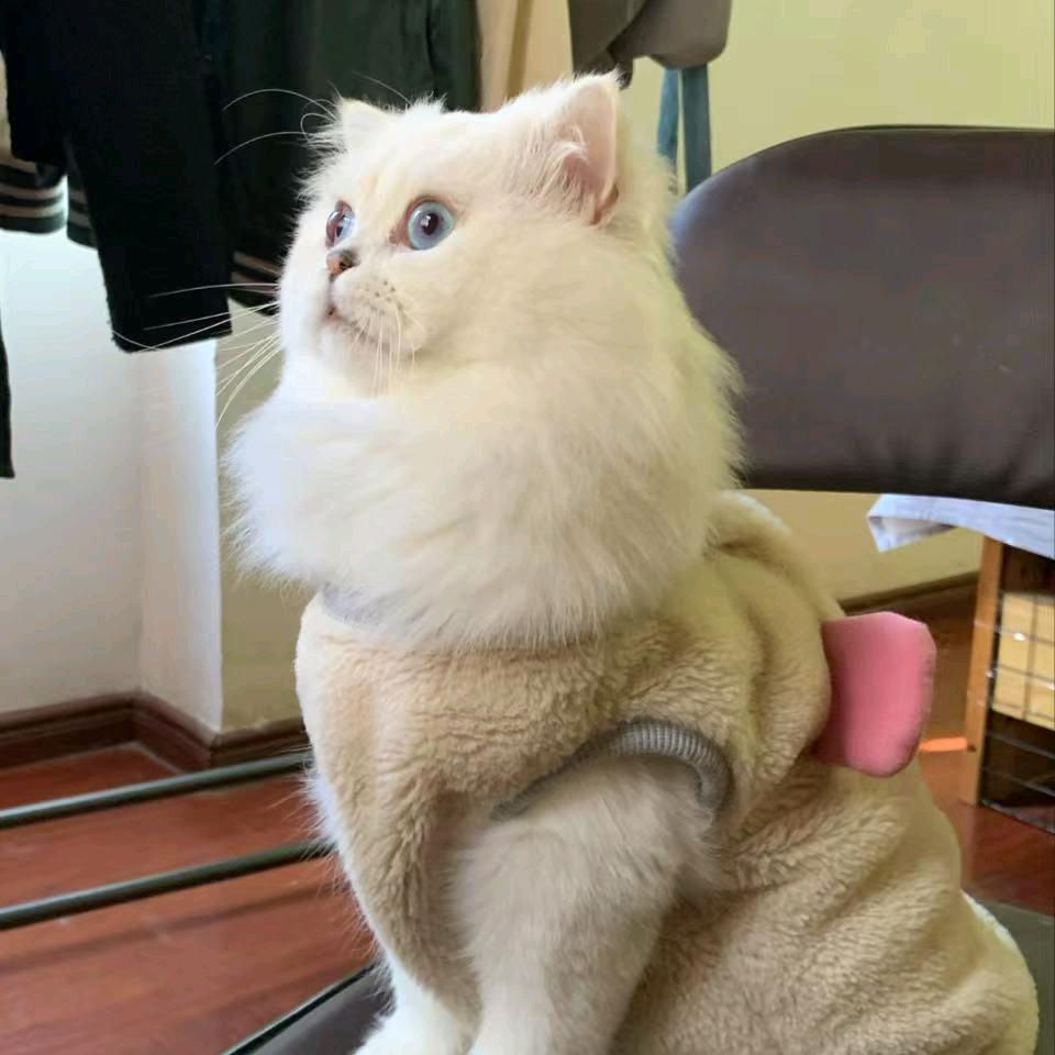 ✨播矮摆摊✊⏰