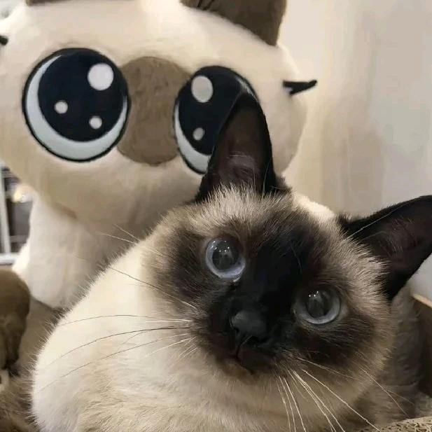 筱筱.