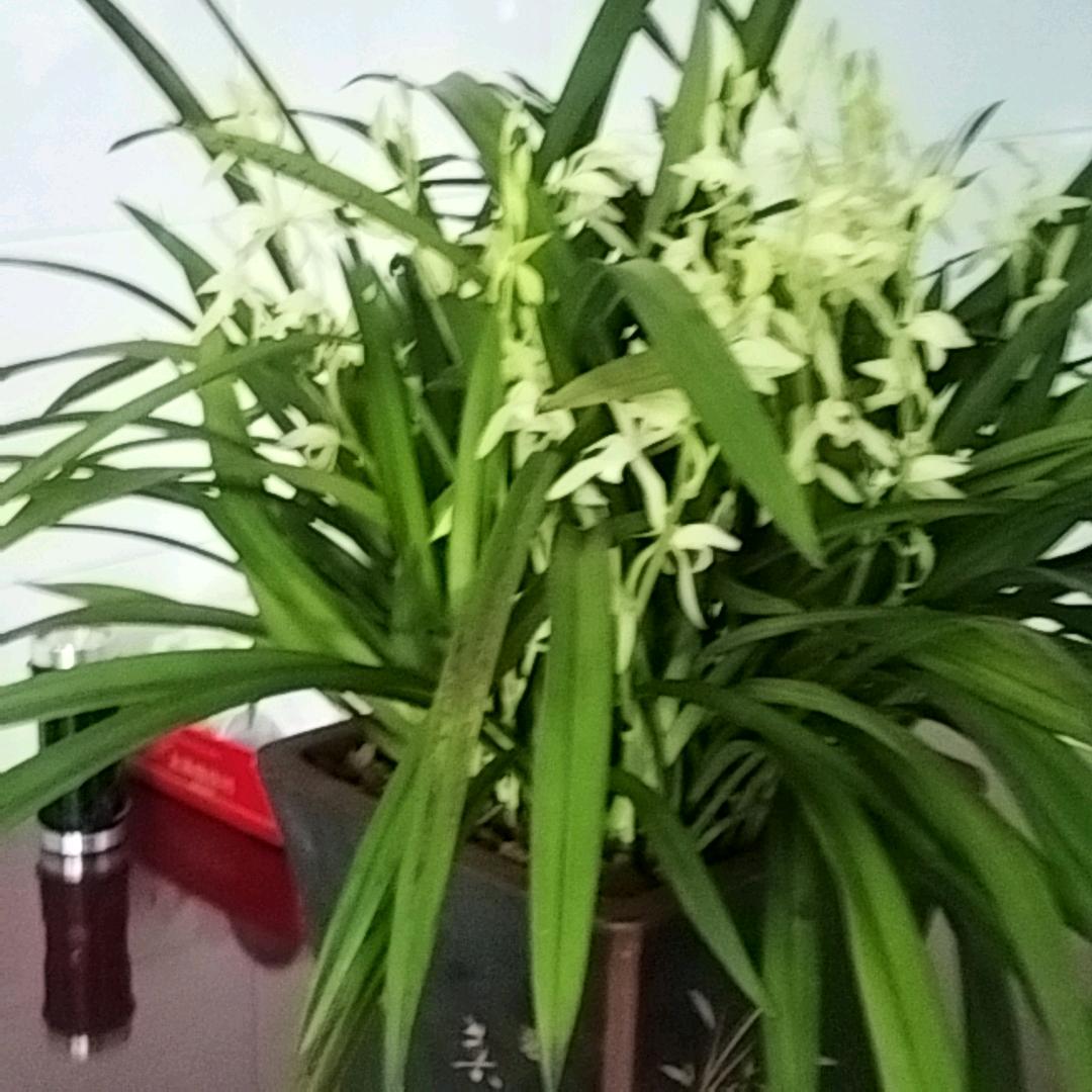 子诺