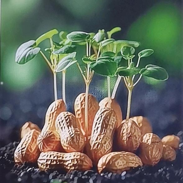 幸运草精灵