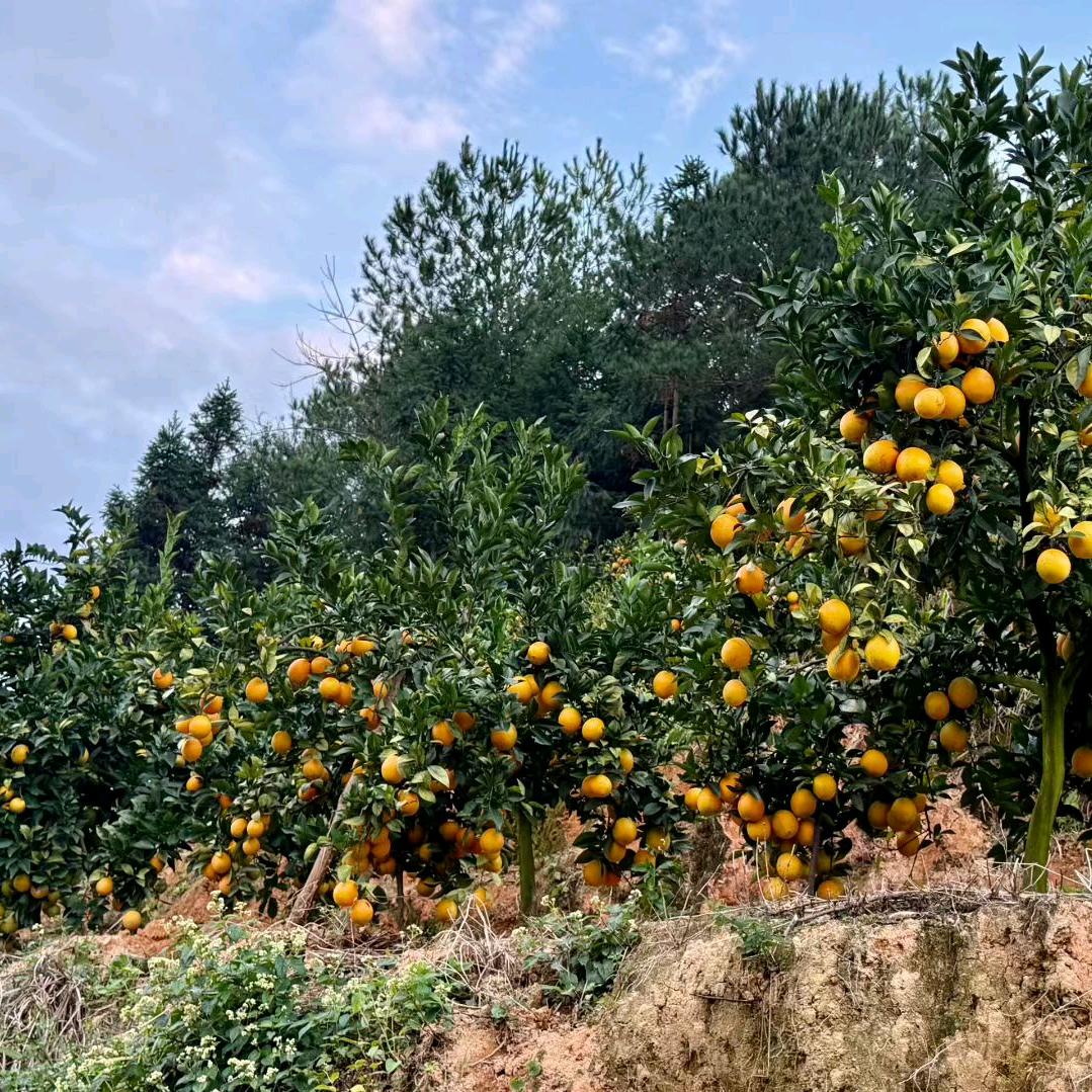 赣南脐橙