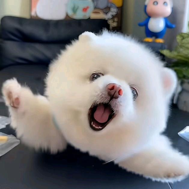 小熊饼干捏捏乐