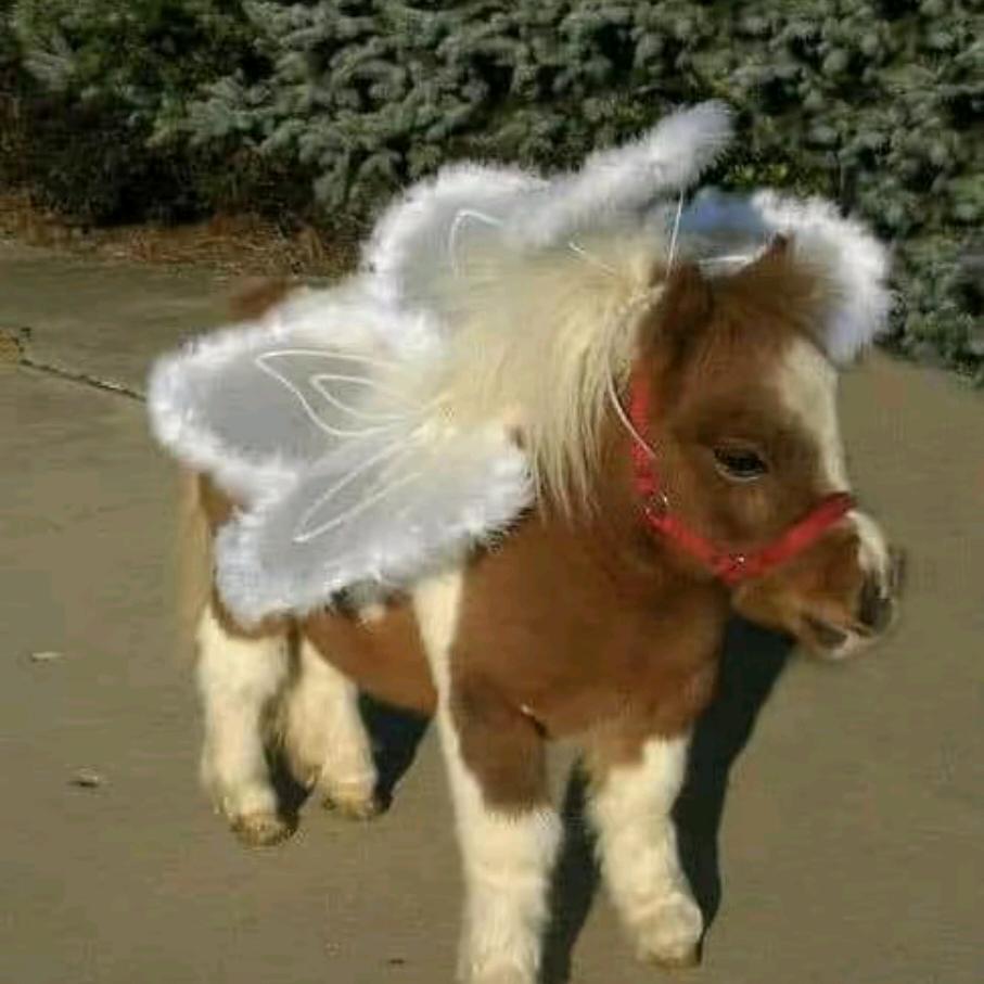 ˶᳐椒盐虾˶᳐੭ﾞ