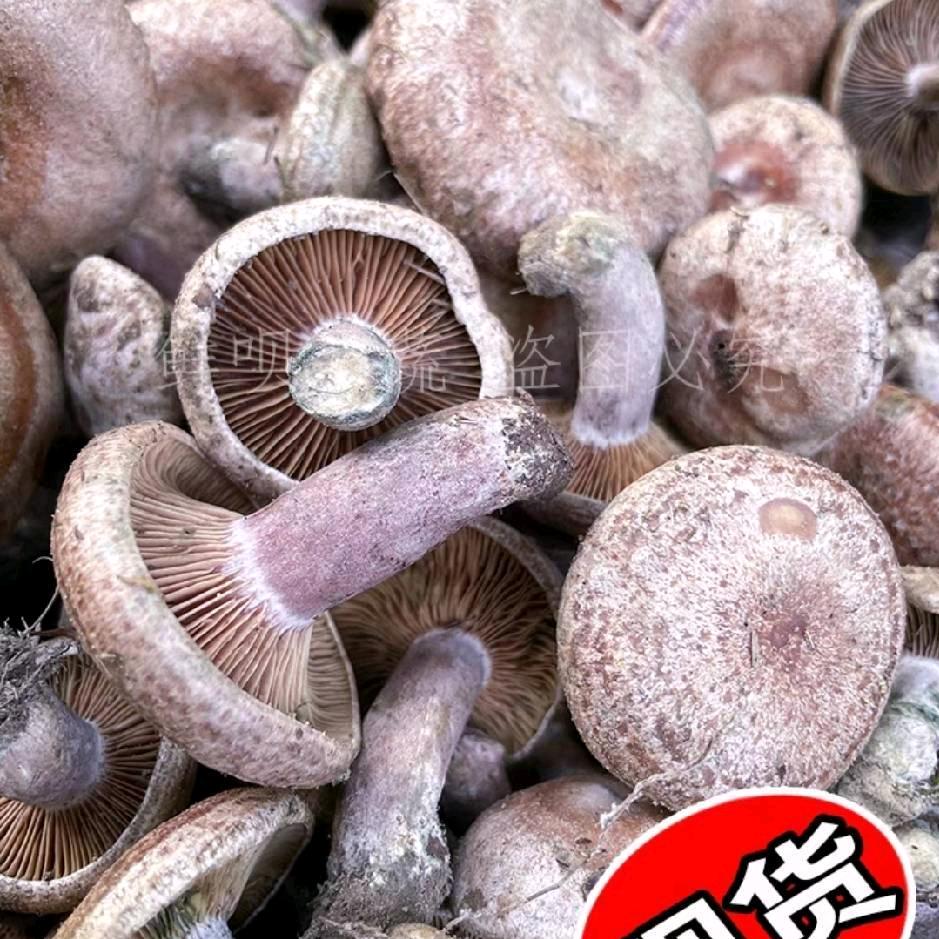 刘敏松菇批发（凤凰食府）