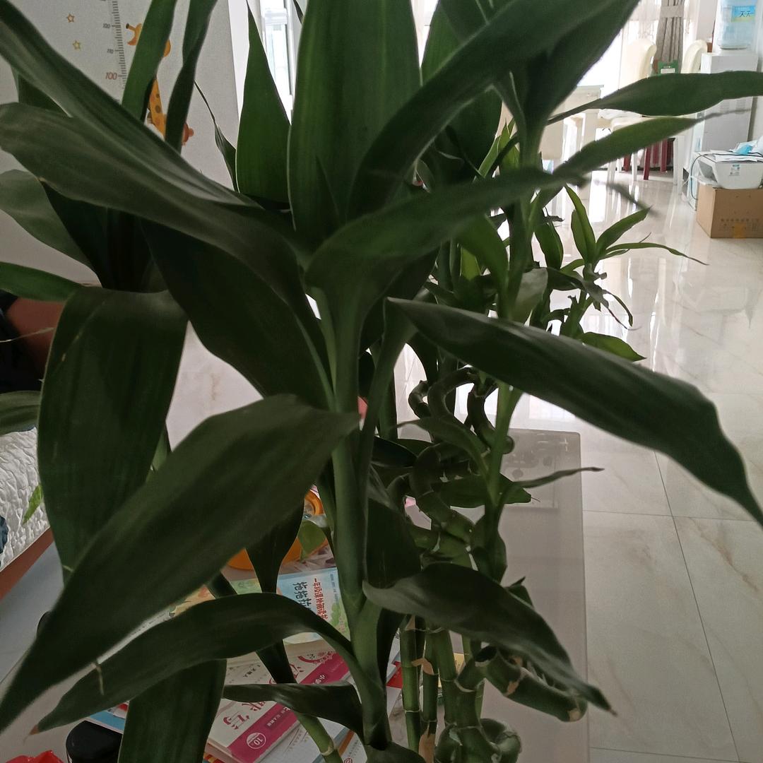 用户陈老三