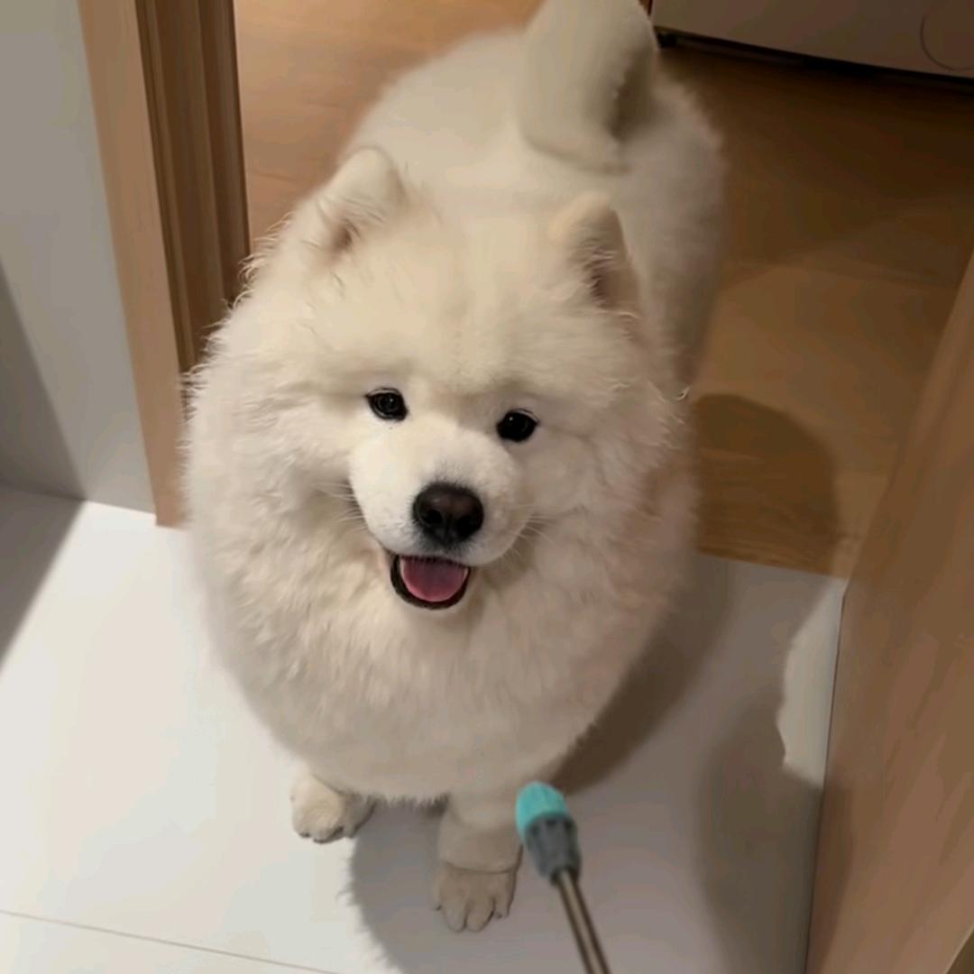 萨摩椰椰