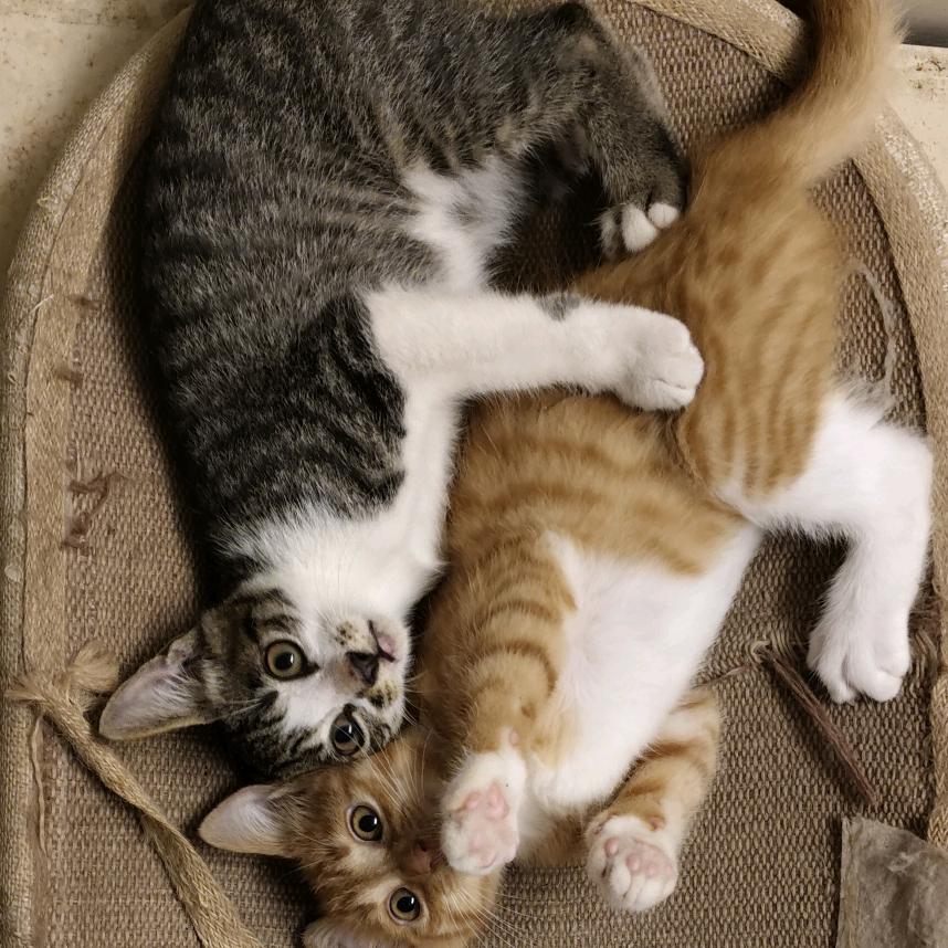 四只黑灰橙小橙