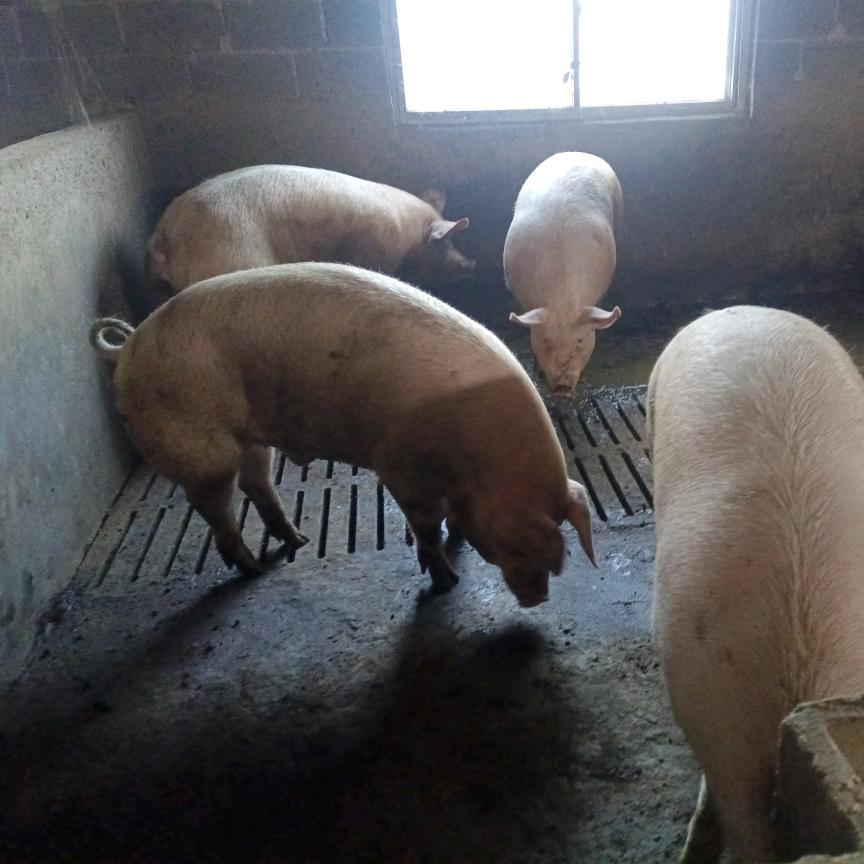 永玖养殖家庭农场