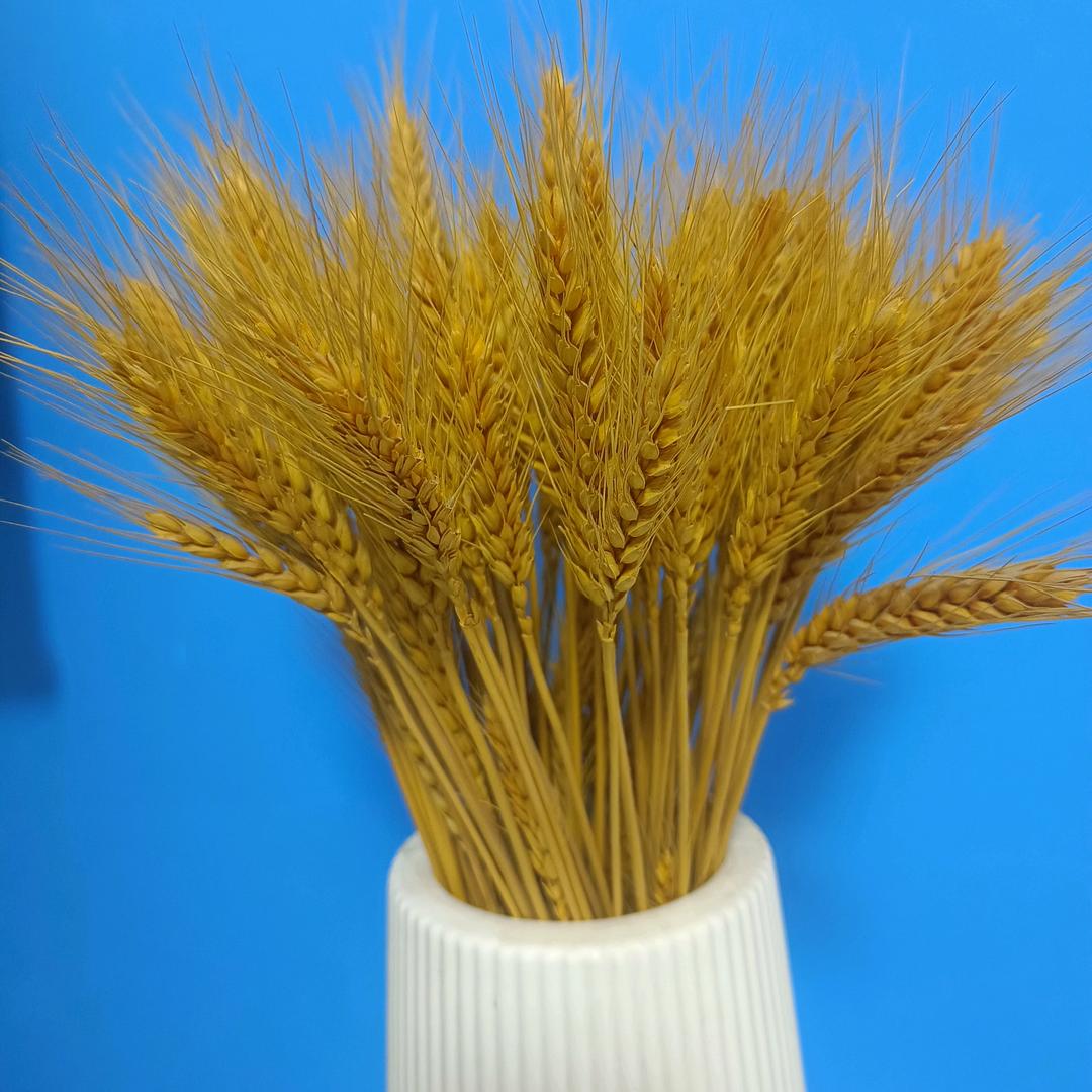 静等花开