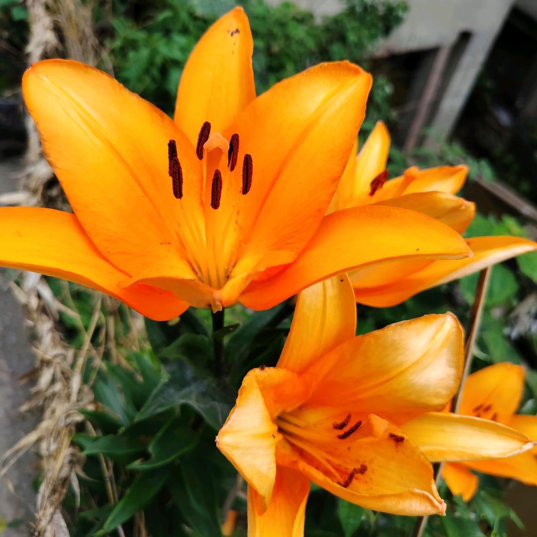 似梦(❁´◡`❁)*✲ﾟ*菲懵