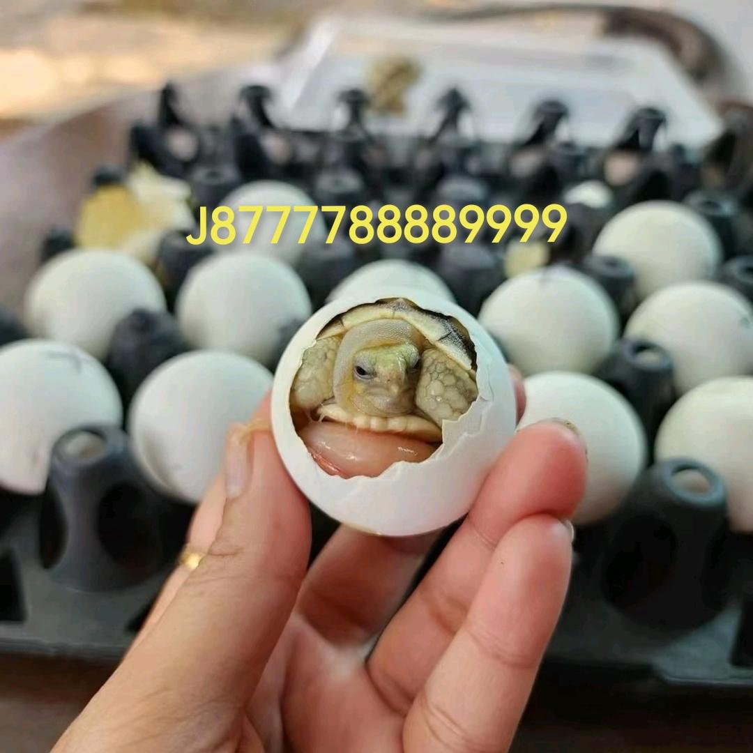 龟仙人（买龟私信收退坑）