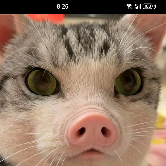 🌈🌈🌈八方来财猫