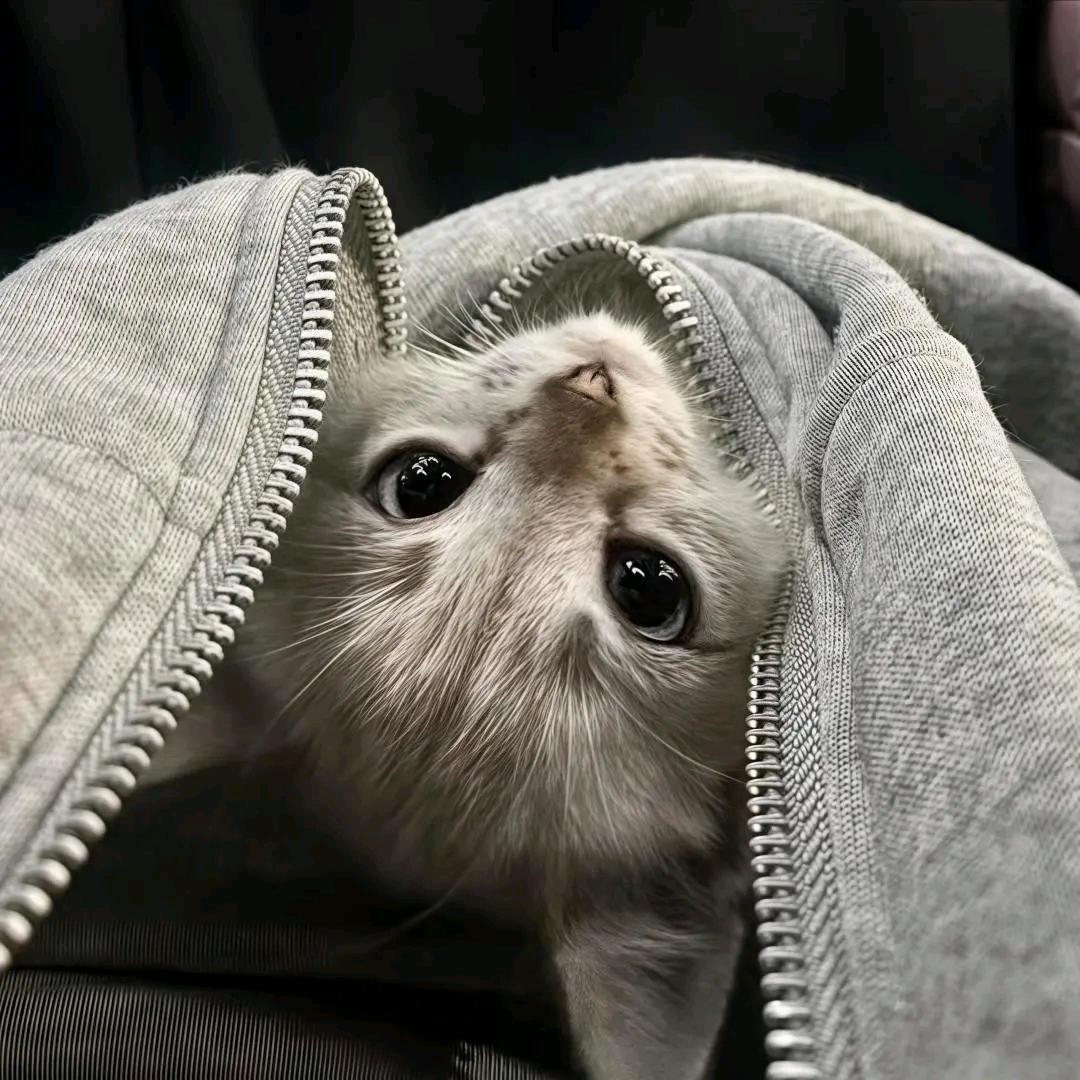 Zzzᶻ