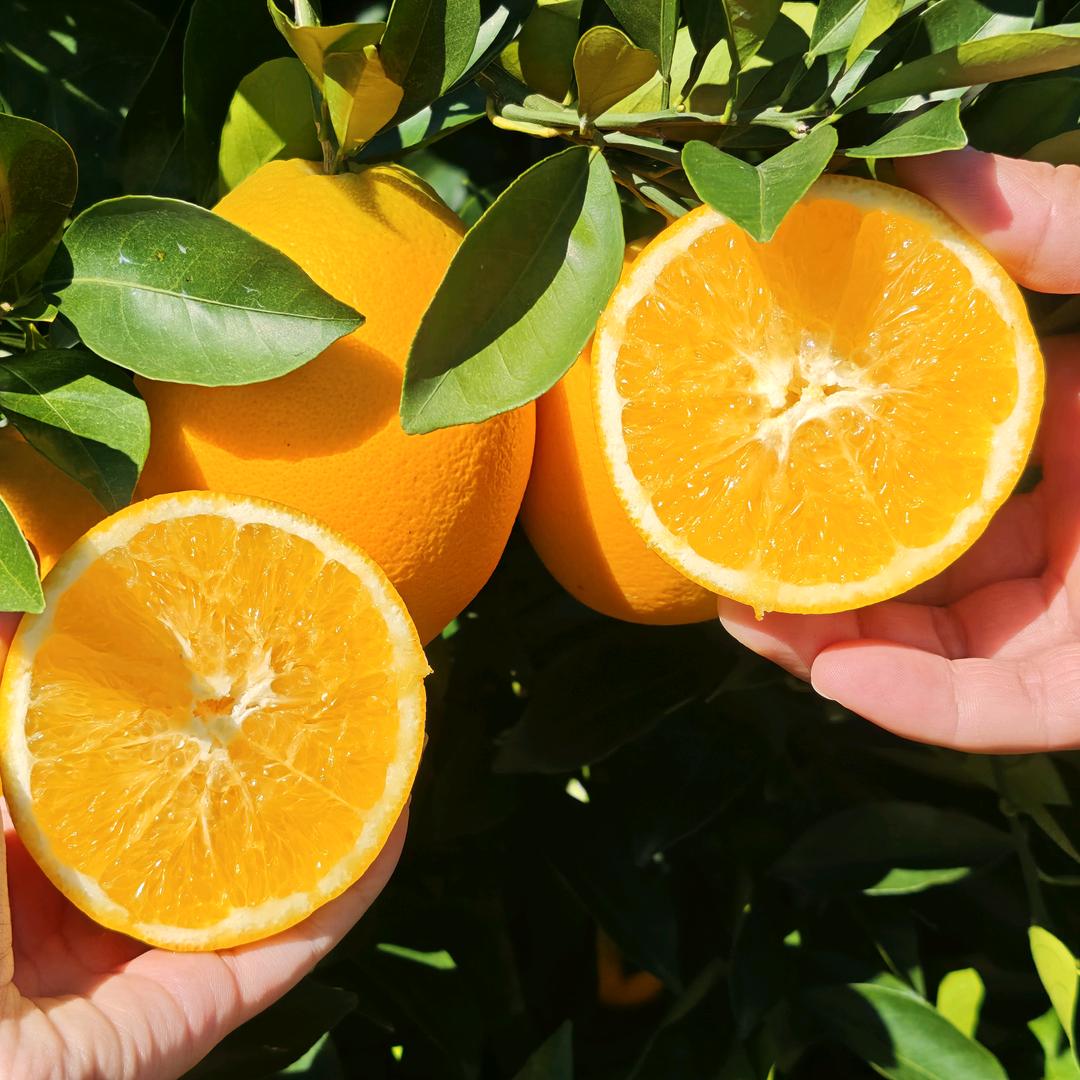 自家乡村脐橙
