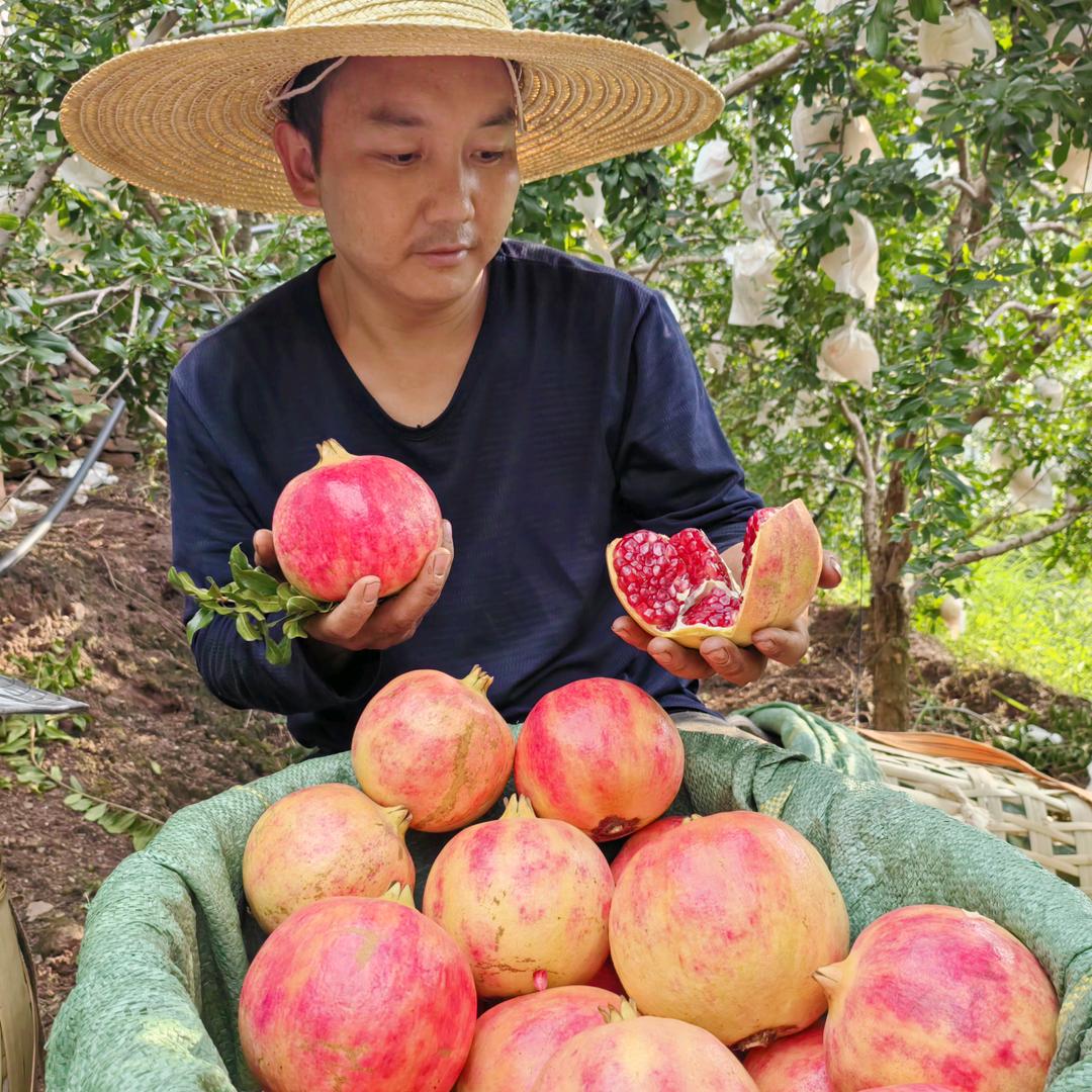 盐水石榴种植哥