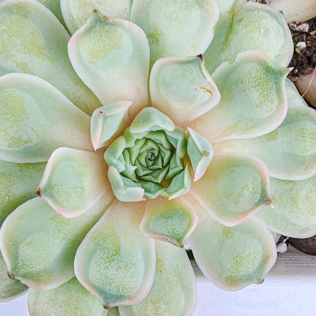 杨帆独行🔥🔥🔥