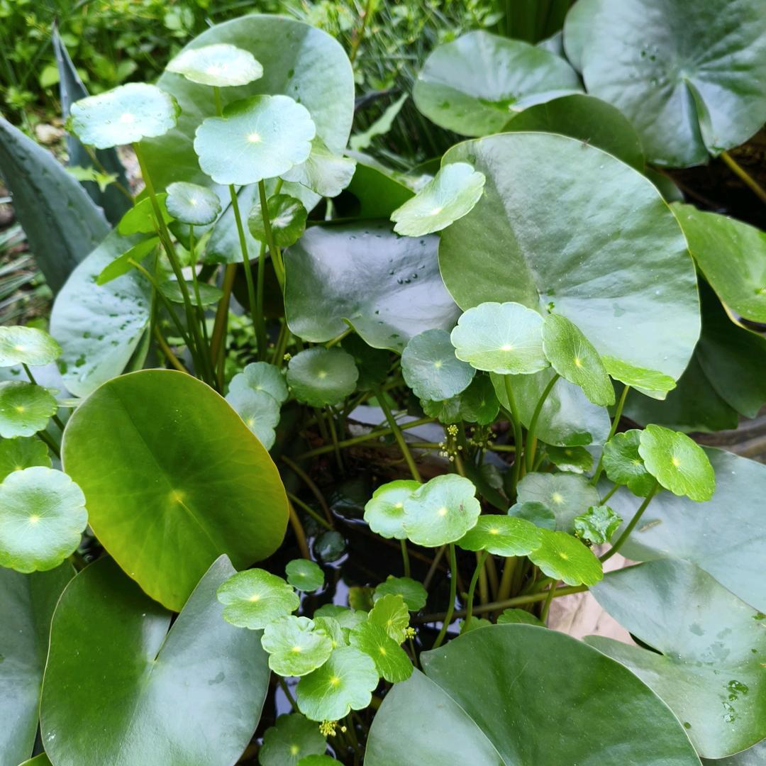 风雨无阻🌸🌸🍀🍀