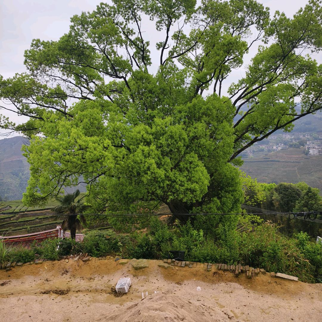 高山茗茶