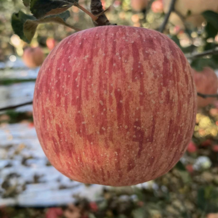 王老四，新品种苗木栽植