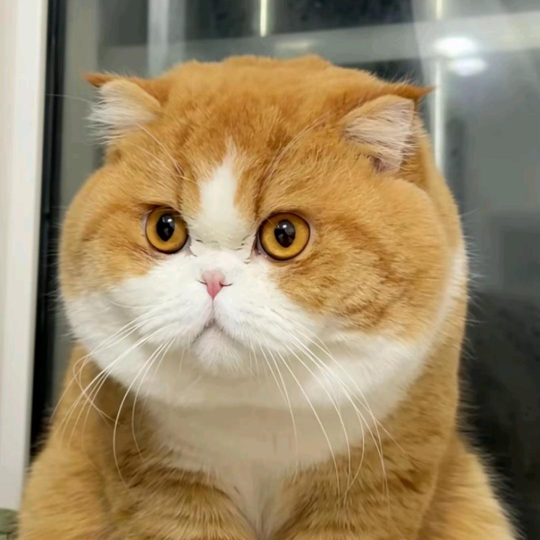 老虎是猫咪