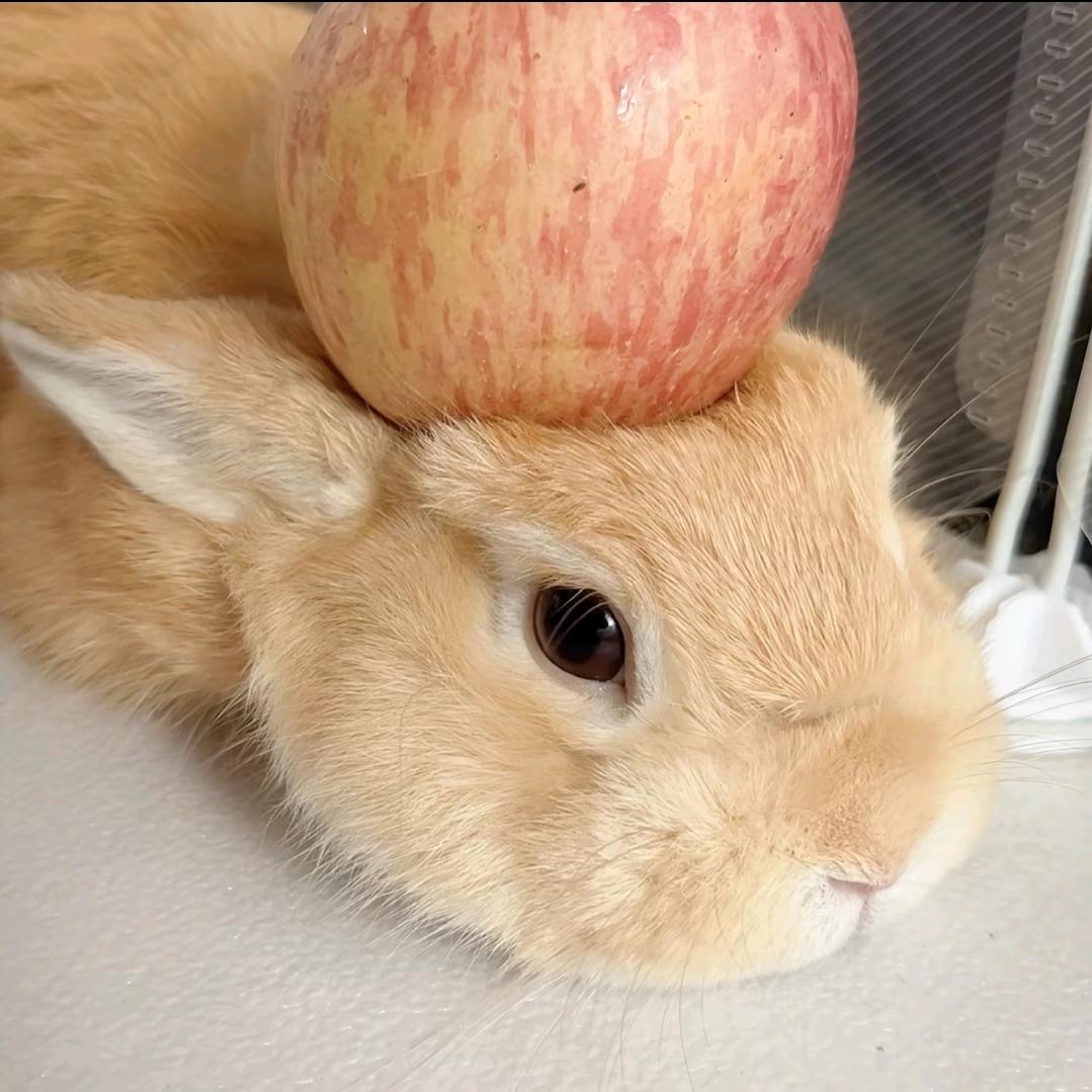 苹果垫兔