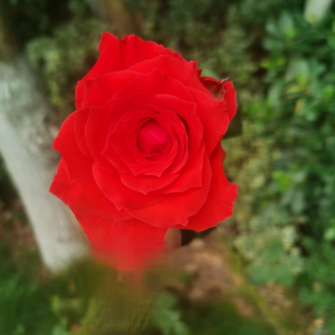 凡所有相，皆是虚妄