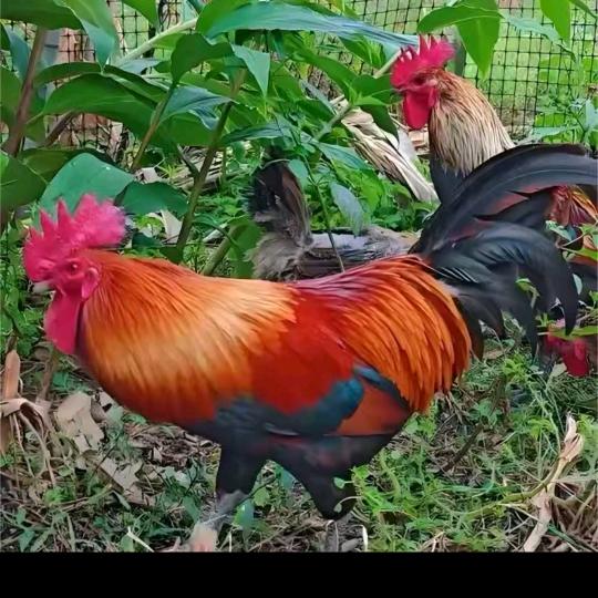 谷禾田纯粮食散养土鸡