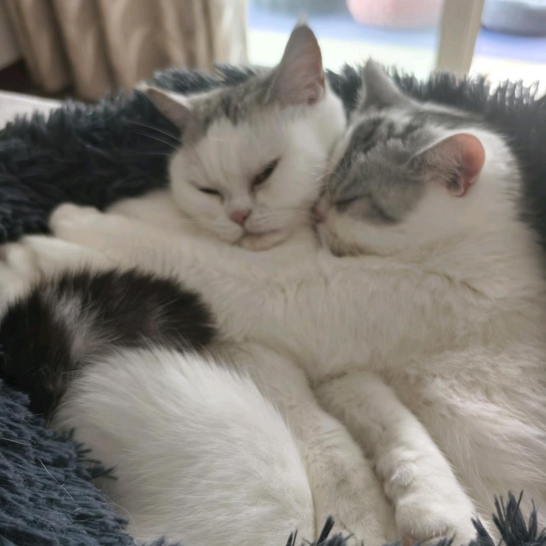 摆烂小猫.尖尖宝