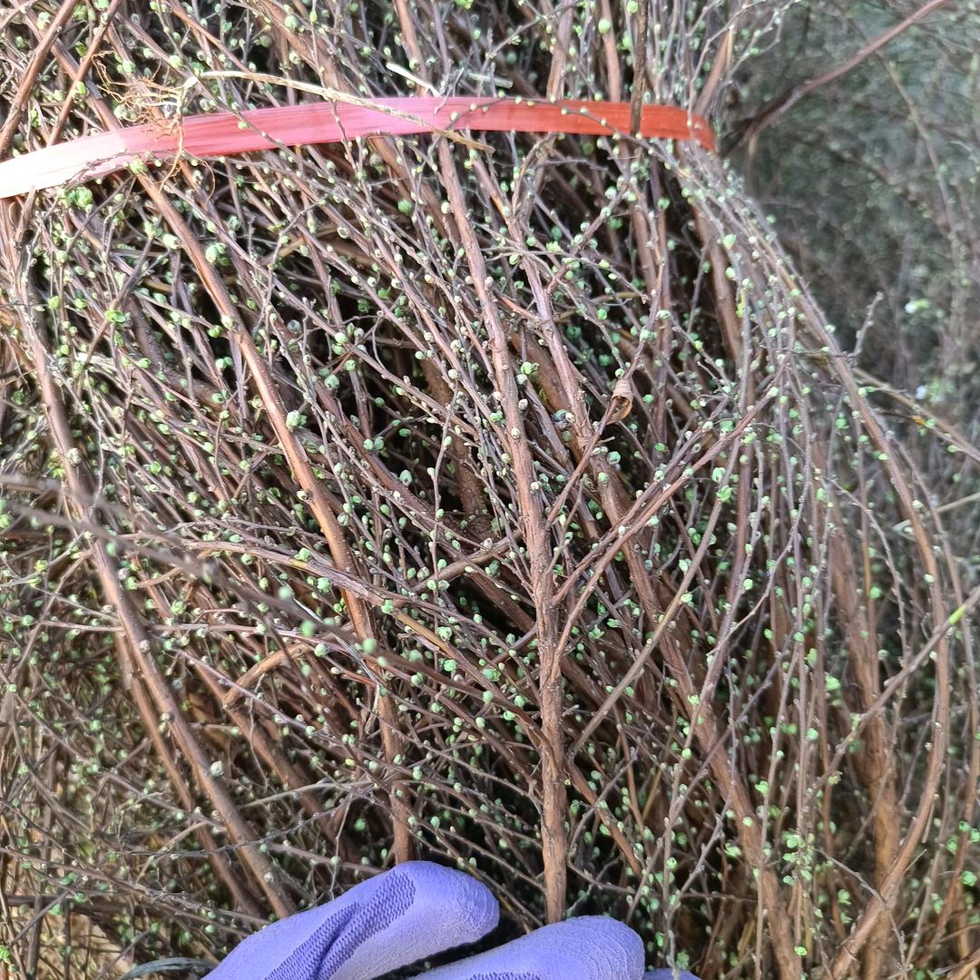 枯木又逢春轻抚吐新绿静待花开时美好终降临