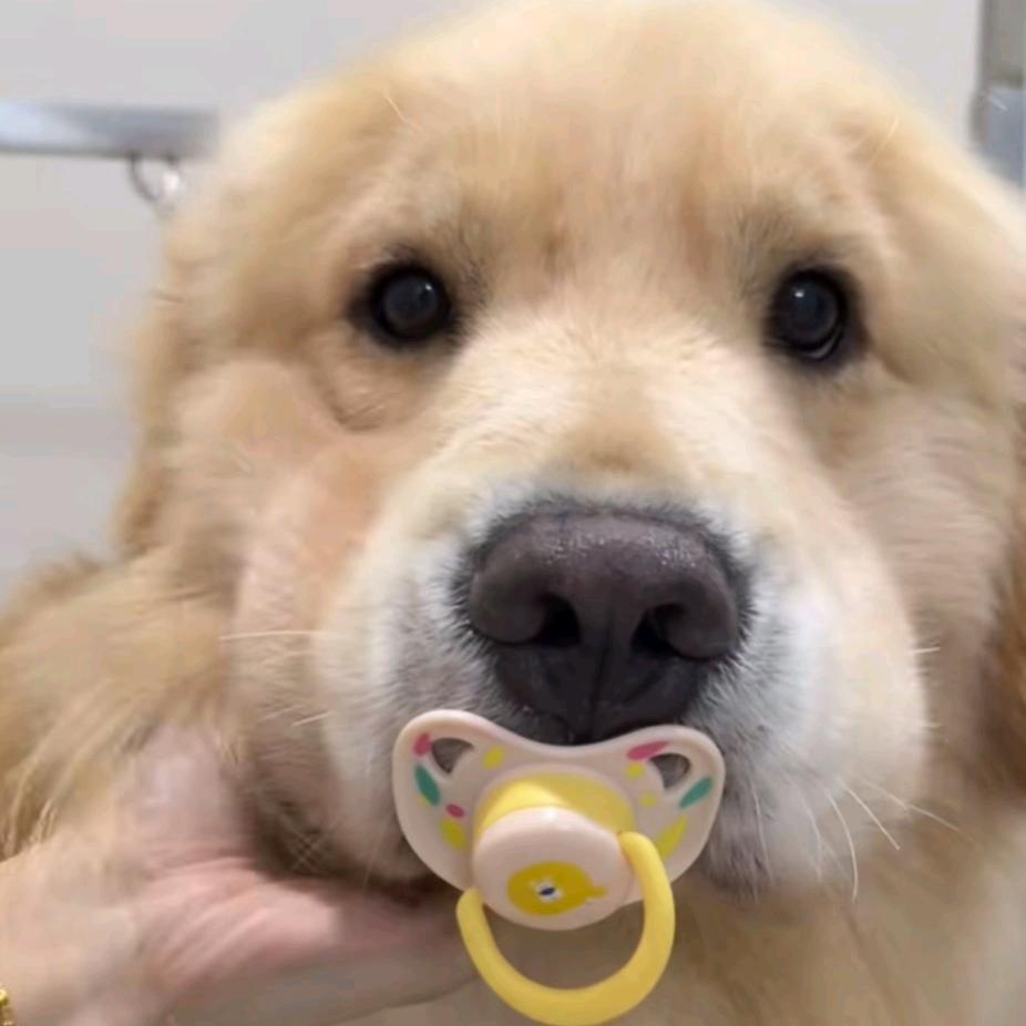 纯情小狗货拉拉