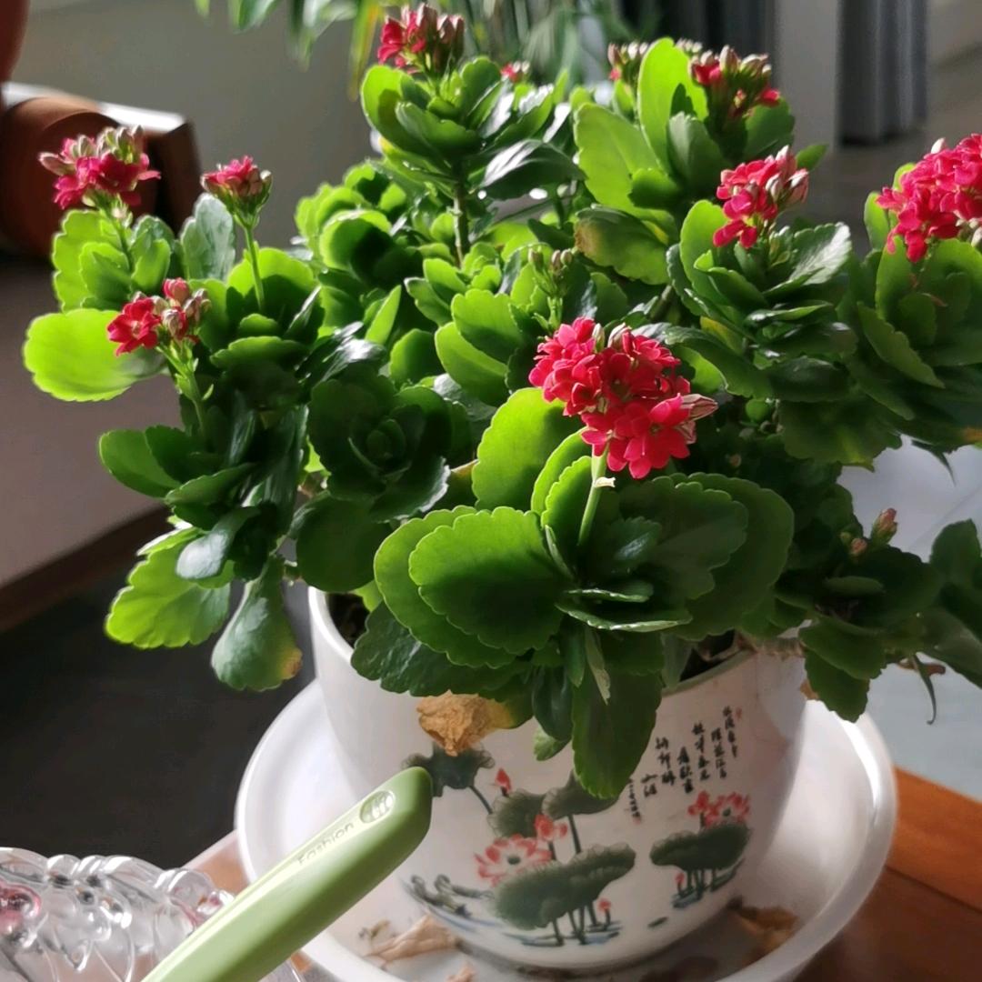刺球