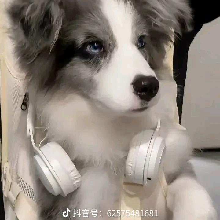 风冬