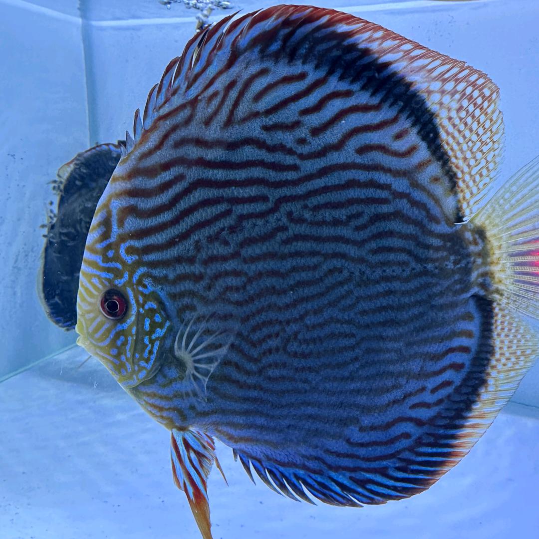 我住隔壁我姓王