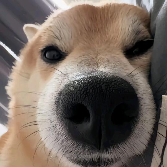 邢行行行行行了吧