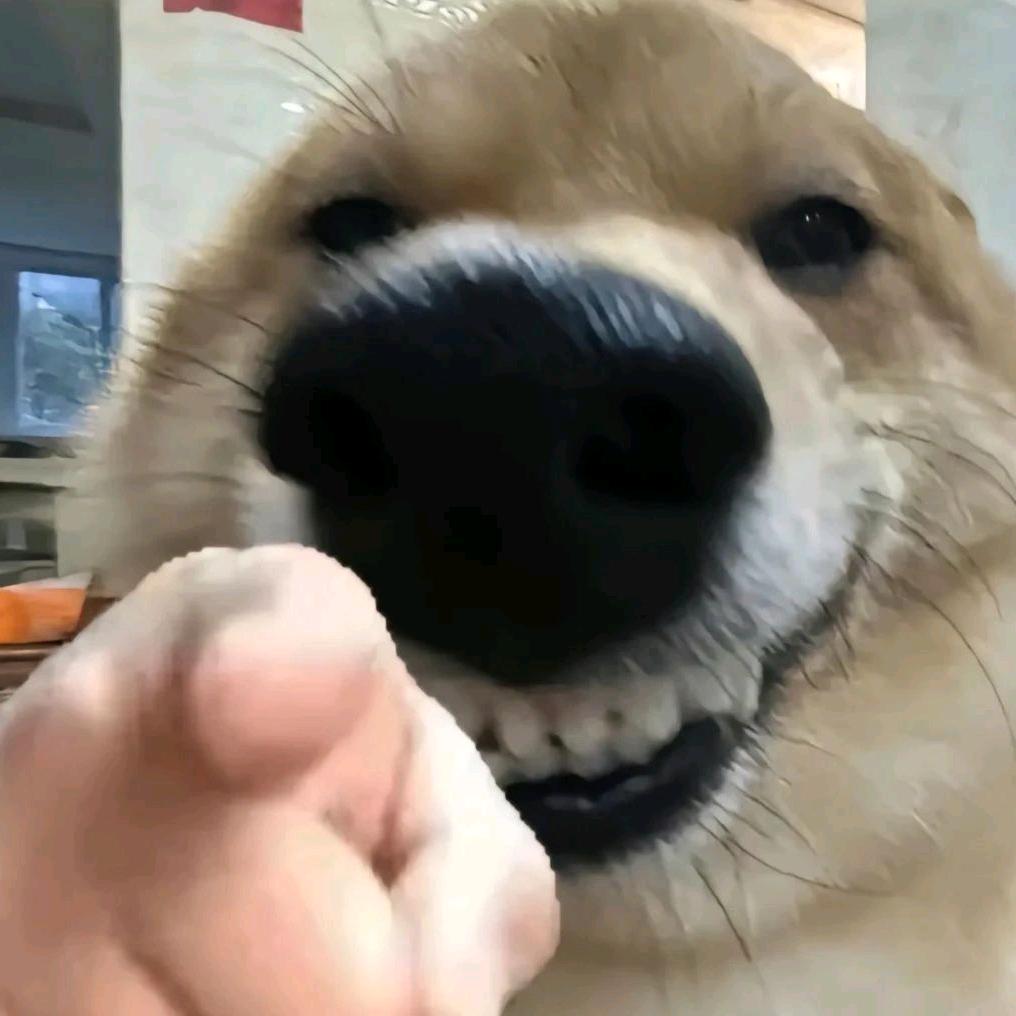 乌龟的黑头