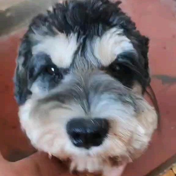 多多是个雪纳瑞