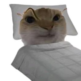 金鱼🤓