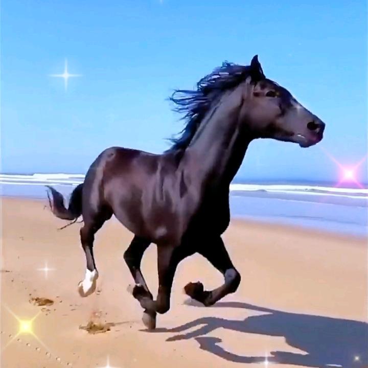 黑马腾飞
