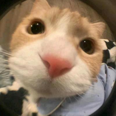 波奇
