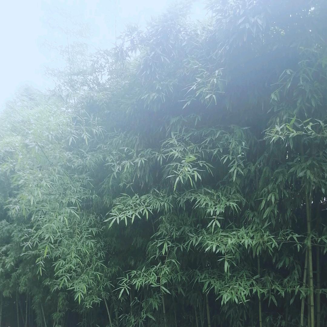 好运随身🌴💰