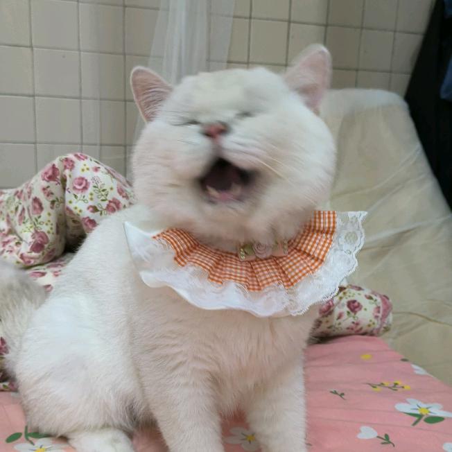 巧克力泡面