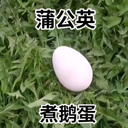 轮椅杨姐