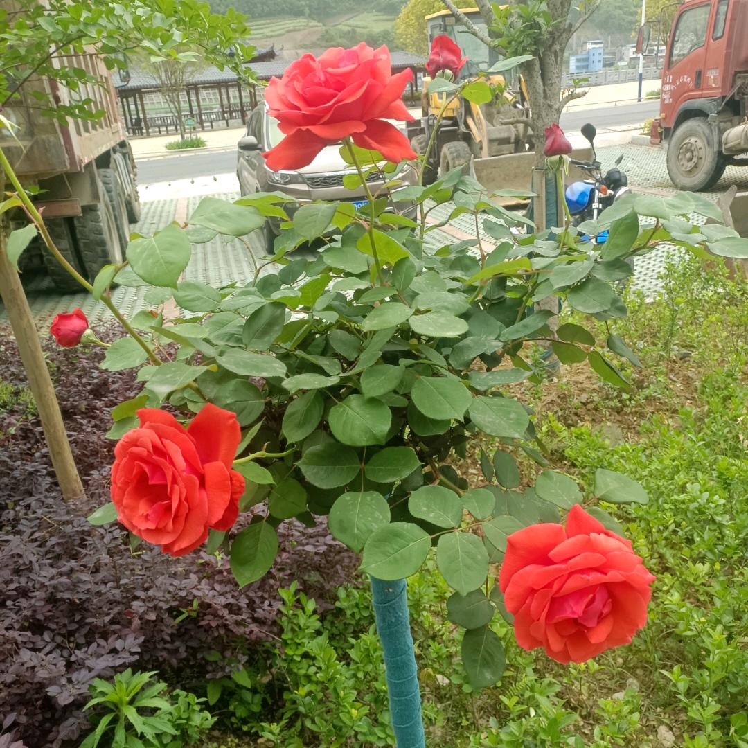 爱笑的傻🌺丫🌴头🌹